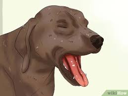 Your dog may also lose his appetite. How To Diagnose Heartworms In Dogs 13 Steps With Pictures