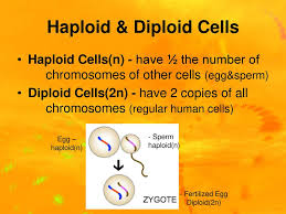 Check spelling or type a new query. Chromosomes Mitosis And Meiosis Ppt Download