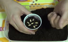 Decouvrez La Bonne Facon De Semer Des Pepins De Citron Pour Donner Naissance A Un Joli Petit Arbre Graines De Citron Faire Pousser Un Citronnier Comment Planter