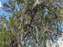 Image result for Secamone brevipes