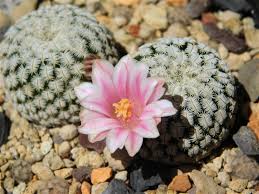 Connect and share knowledge within a single location that is structured and easy to search. How To Grow Mammillaria From Seeds Unusualseeds