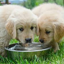 Check spelling or type a new query. Is Your Puppy Drinking Enough Water American Kennel Club