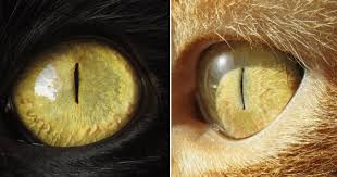 Some cats have eyes of different colors, called heterochromia. Mesmerizing Fun Facts About Cats Eye Colors Cole Marmalade
