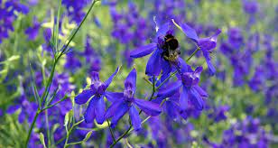 July Flower Lore Larkspur And Water Lily Farmers Almanac