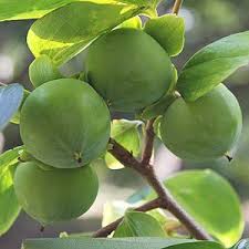 Maybe you would like to learn more about one of these? Persimmon Trees Nurseries Online Australia