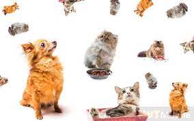 Cat Food Bad For Dogs What Happens If A Dog Often Eats Cat Food Is It Harmful Hut Mobile Foods Bad For Dogs Cat Food Short Haired Dogs