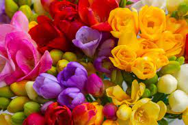 Discover One Of The Most Used Flowers In Perfume The Freesia Flower Floraqueen