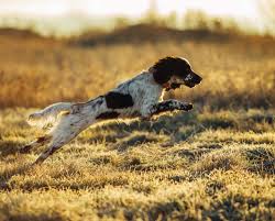 Handsome, mannerly pets during the. English Springer Spaniel A Hunting Dogs Overview