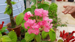 Maybe you would like to learn more about one of these? Beautiful Flowering Plant Pride Of India Plant Care How To Grow And Care Pride Of India Plant Youtube