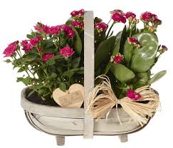 Check spelling or type a new query. The Flower Rooms Planted Basket Arrangement Flowers Gift Flower Gift Basket Flower Basket Buy Online In Samoa At Desertcart 73770272