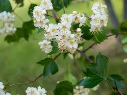 The washington hawthorn (crataegus phaenopyrum) also sports attractive white flowers. Crataegus Phaenopyrum Hawthorn Thornapple Washington Hawthorn North Carolina Extension Gardener Plant Toolbox