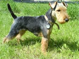 Image result for velšteriér