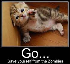 You say crazy cat lady like it's a bad thing. So Cute Cute Animal Photos Cute Animals Funny Cat Pictures