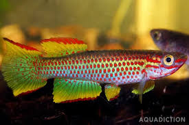 Image result for Klainedoxa gabonensis