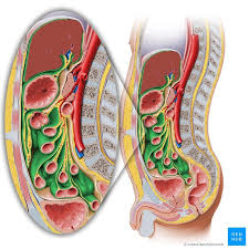 Visceral Peritoneum Peritoneum Viscerale Image Paul Kim Plexus Products Abdominal Aorta Superior Mesenteric Artery