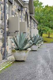 Image result for Agave