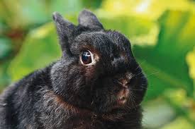 Hare, rabbit) เป็นวงศ์ของสัตว์ที่จัดอยู่ในไฟลัม สัตว์มีแกนสันหลัง ชั้นสัตว์เลี้ยงลูกด้วยนม อันดับกระต่าย (lagomorpha) ในวงศ์ leporidae à¸à¸£à¸°à¸• à¸²à¸¢à¹à¸„à¸£à¸° à¸«à¸£ à¸­à¸¥ à¸à¸à¸£à¸°à¸• à¸²à¸¢ à¹€à¸Š à¸„à¹ƒà¸« à¸Š à¸§à¸£ à¸ à¸­à¸™à¸ˆà¸°à¸‹ à¸­ à¸š à¸²à¸™à¹à¸¥à¸°à¸ªà¸§à¸™ Pets