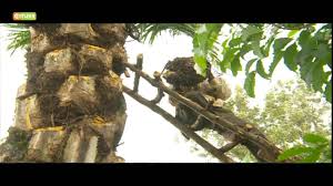 Oil palm, includes the palm species native to africa, elaeis guineensis, and the species native to south and central america, elaeis oleifera. Smart Farm Oil Palm Tree Farming Youtube