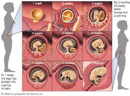 Semua organ vital sekarang lebih besar dan berfungsi jauh lebih efisien daripada minggu sebelumnya. Gambaran Janin Usia Muda Ibuhamil Com