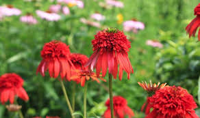 We did not find results for: Attracting Pollinators To The Garden Ohioline