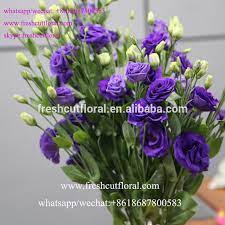 We did not find results for: Best Online Export Fresh Cut Eustoma Chinese Name Beautiful Flowers Red Roses For Wedding Bouquet Arrangements Buy Eustoma Lisianthus Flowers Wholesale Fresh Cut Eustoma Lisianthus Flowers Eustoma Lisianthus Flowers For Bouquet Arrangements Weddings