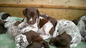 Whether you own a cat, dog, horse, or rabbit, there are plenty of pet wedding ideas for the couple who wants to include their fur baby in the big day. Cutest Puppies In The World Cute Puppies 5 Week Old Gsp Pups Youtube