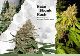 What S The Difference Between Skunk Haze And Kush Dutch Passion