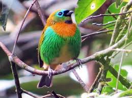 Image result for Brachystegia torrei