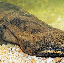 Unter den schuppen befinden sich schleimdrüsen. Hasslich Hasslicher Am Hasslichsten Der Blobfisch Welt