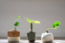 Check spelling or type a new query. Stephania Erecta And Dorstenia Plant Under The Sunlight 1229360 Stock Photo At Vecteezy
