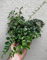 Image result for Pellaea