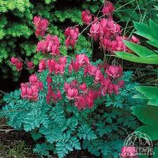 Plant Profile For Dicentra King Of Hearts Fern Leaf Bleedingheart Perennial Plants Bleeding Heart Best Perennials