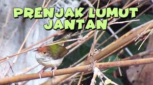 Burung pleci biasanya dijual dalam jumlah besar hingga butuh ketelitian ekstra untuk mengamati bagian paruh. Prenjak Lumut Jantan Di Pekarangan Rumah Youtube