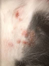 They can also cause hives on the dog's body and then lead to. Rash And Hair Loss On Cat S Inner Thigh Thecatsite