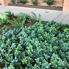 It matures to an average height of 1 inch to 1 foot and an average width of 1 foot to 2 feet, depending on climate and. Pachysandra Terminalis Japanese Spurge 3 5 Pot Little Prince To Go