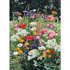 RÃ©sultat de recherche d'images pour "images des fleurs"