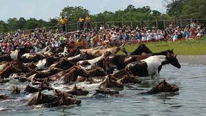 2018 Beach Guide Swim With Wild Horses At Assateague And Chincoteague Dc Refined