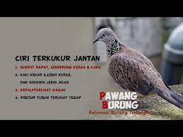 Ciri ciri trucuk jantan dan betina gambar. Ciri Burung Tekukur Jantan Betina Youtube