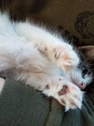 Will My Kitten Be Long Or Short Haired Thecatsite