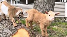 Balancing baby bully goats! - YouTube