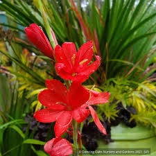 Image result for Hesperantha