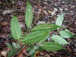 Image result for Gnetum africanum