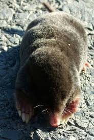 La Taupe Au Jardin La Connaitre Pour Agir Jardins Animaux Nuisibles Art Des Jardins