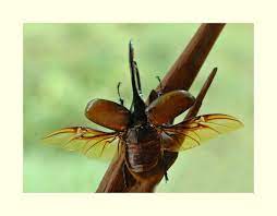 Astronomy To Zoology Hercules Beetle Rhino Beetle Hercules