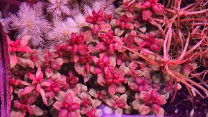 Image result for Ludwigia senegalensis