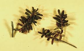 Image result for Clutia paxii