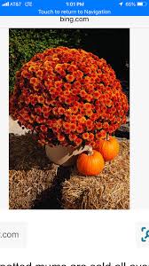 Pin By Lisa Mize On Wedding Pumpkin Patch Pumpkin Outdoor