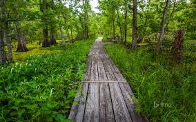 Maybe you would like to learn more about one of these? Barataria Trail Part Of Jean Lafitte National Historical Park Louisiana Bing Wallpapers Sonu Rai