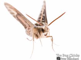 Image result for Hylebates