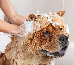 Some shampoos used on dogs contain pesticides and concentrations that could kill a cat. Top 5 Ingredients To Avoid In A Natural Pet Shampoo Earthbath